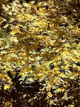 六義園に投稿された画像（2025/12/9）