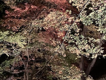 六義園に投稿された画像（2025/12/9）