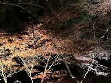 六義園に投稿された画像（2025/12/9）