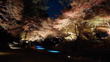 六義園に投稿された画像（2025/12/9）