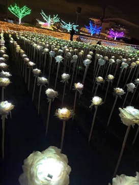 東京メガイルミに投稿された画像（2025/12/10）