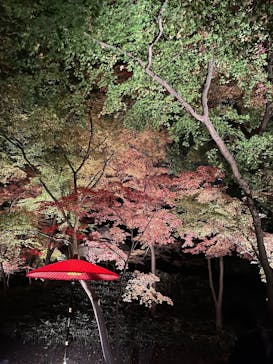 六義園に投稿された画像（2025/12/10）