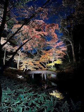 六義園に投稿された画像（2025/12/10）