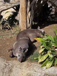 恩賜上野動物園に投稿された画像（2025/12/10）