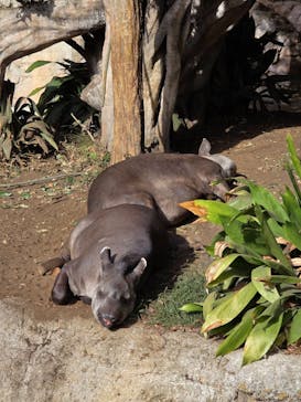 恩賜上野動物園に投稿された画像（2025/12/10）