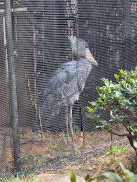 恩賜上野動物園に投稿された画像（2025/12/10）