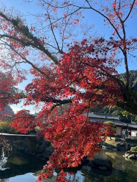 仙巌園に投稿された画像（2025/12/10）