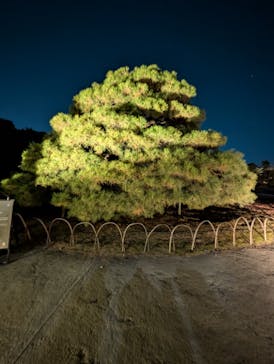 NAKED meets 二条城 2025 観月に投稿された画像（2025/12/10）