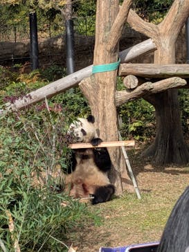 恩賜上野動物園に投稿された画像（2025/12/10）