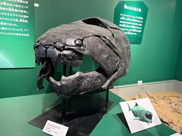 特別展「大絶滅展―生命史のビッグファイブ」に投稿された画像（2025/12/10）