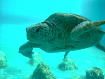 沖縄美ら海水族館に投稿された画像（2025/12/11）