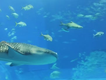 沖縄美ら海水族館に投稿された画像（2025/12/11）