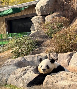 恩賜上野動物園に投稿された画像（2025/12/11）