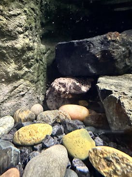 シン・マリホ水族館に投稿された画像（2025/12/11）