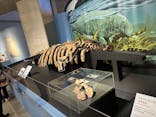 特別展「大絶滅展―生命史のビッグファイブ」に投稿された画像（2025/12/11）