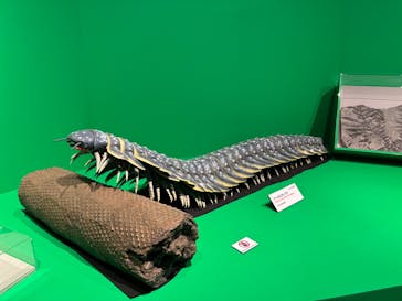 特別展「大絶滅展―生命史のビッグファイブ」に投稿された画像（2025/12/11）