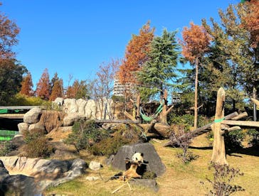 恩賜上野動物園に投稿された画像（2025/12/11）
