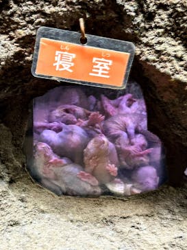 恩賜上野動物園に投稿された画像（2025/12/11）