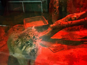 恩賜上野動物園に投稿された画像（2025/12/11）