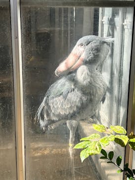 恩賜上野動物園に投稿された画像（2025/12/11）