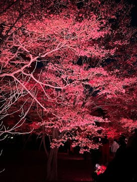 NAKED meets 二条城 2025 観月に投稿された画像（2025/12/11）