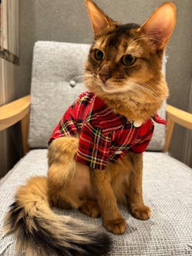 猫カフェモカ　イオンモール高崎店に投稿された画像（2025/12/11）