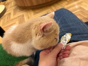 猫カフェモカ 名古屋栄店に投稿された画像（2025/12/11）