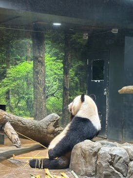 恩賜上野動物園に投稿された画像（2025/12/11）