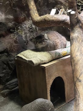 恩賜上野動物園に投稿された画像（2025/12/11）