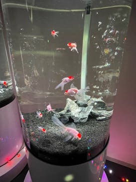 NARA KINGYO MUSEUMに投稿された画像（2025/12/11）