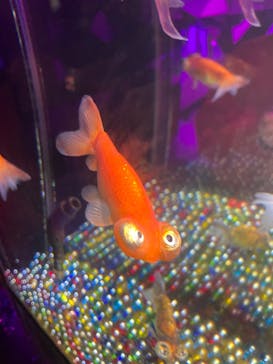 NARA KINGYO MUSEUMに投稿された画像（2025/12/11）