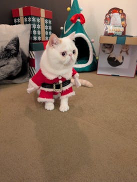 猫カフェモカ　池袋東口店に投稿された画像（2025/12/11）