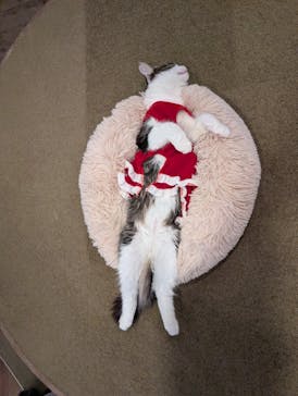 猫カフェモカ　池袋東口店に投稿された画像（2025/12/11）