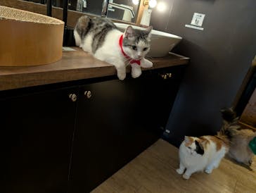 猫カフェモカ　池袋東口店に投稿された画像（2025/12/11）