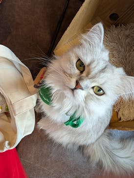 猫カフェモカ　池袋東口店に投稿された画像（2025/12/11）