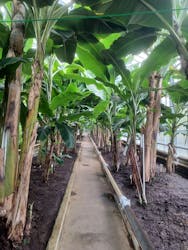 熱川バナナワニ園に投稿された画像（2025/12/11）