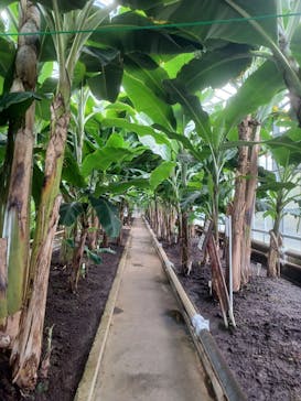 熱川バナナワニ園に投稿された画像（2025/12/11）