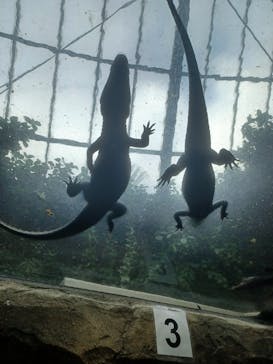 熱川バナナワニ園に投稿された画像（2025/12/11）