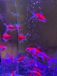 光で彩る金魚のアクアリウム イオンモール鶴見緑地aquariumに投稿された画像（2025/12/11）