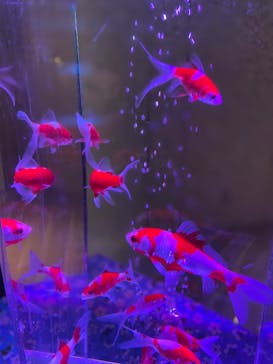 光で彩る金魚のアクアリウム イオンモール鶴見緑地aquariumに投稿された画像（2025/12/11）