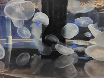 シン・マリホ水族館に投稿された画像（2025/12/11）