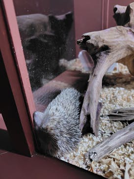 シン・マリホ水族館に投稿された画像（2025/12/11）