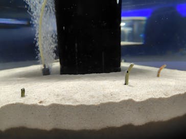 シン・マリホ水族館に投稿された画像（2025/12/11）