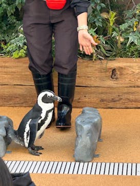 マクセル アクアパーク品川に投稿された画像（2025/12/11）