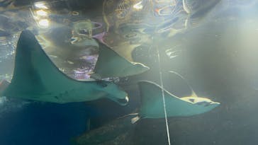 マクセル アクアパーク品川に投稿された画像（2025/12/11）