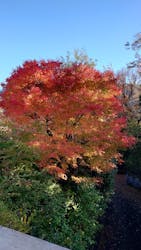 彫刻の森美術館に投稿された画像（2025/12/11）