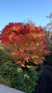 彫刻の森美術館に投稿された画像（2025/12/11）