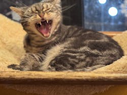 猫カフェモカ　池袋本店に投稿された画像（2025/12/11）