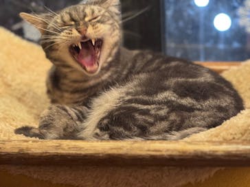 猫カフェモカ　池袋本店に投稿された画像（2025/12/11）