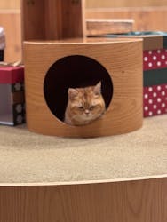 猫カフェモカ　池袋本店に投稿された画像（2025/12/11）